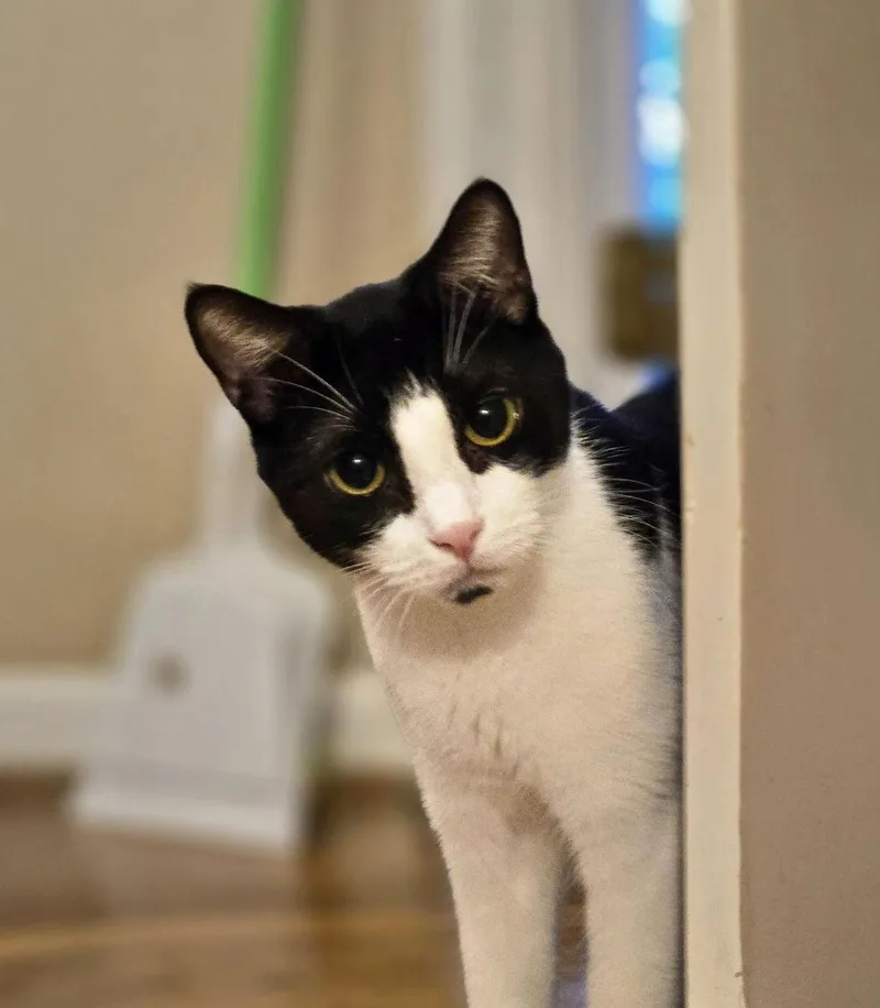 An adult medium-sized male Black & White / Tuxedo Domestic Short Hair cat named Joseph for adoption in Forest, VA