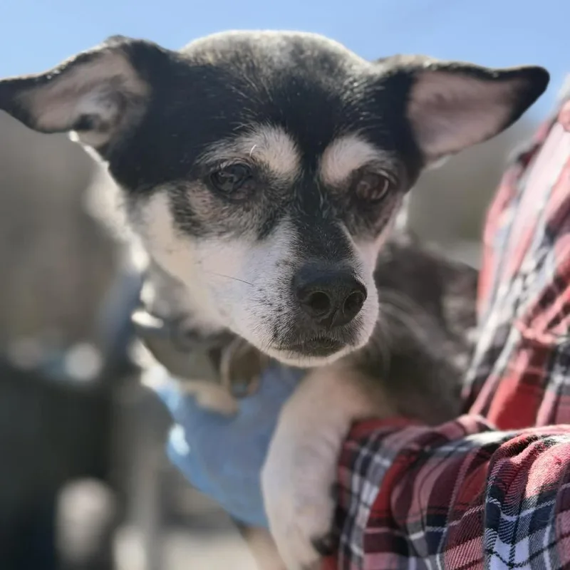 A senior small-sized male Black Chihuahua dog named Papaw for adoption in St. Charles, IL