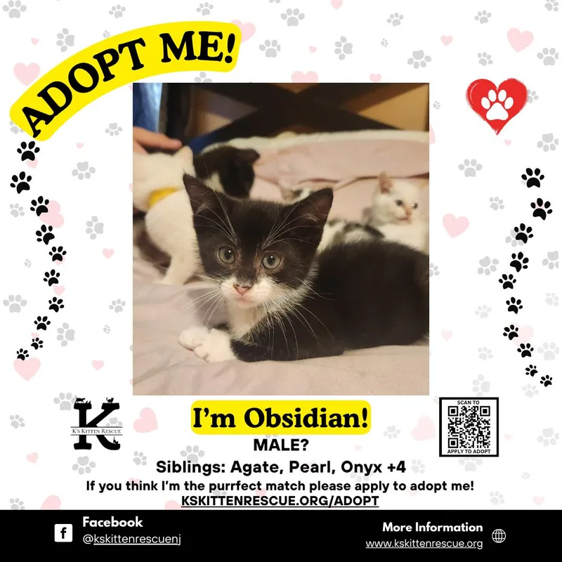 A baby medium-sized male Black & White / Tuxedo Domestic Short Hair cat named Obsidian for adoption in Brick, NJ
