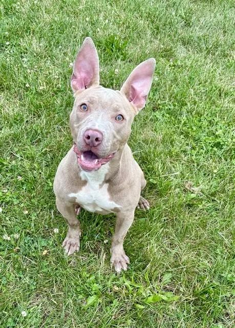 A young medium-sized female Pit Bull Terrier dog named Dumpling for adoption in Kalamazoo, MI