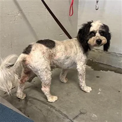 A senior small-sized male Poodle dog named Percy for adoption in Camarillo, CA
