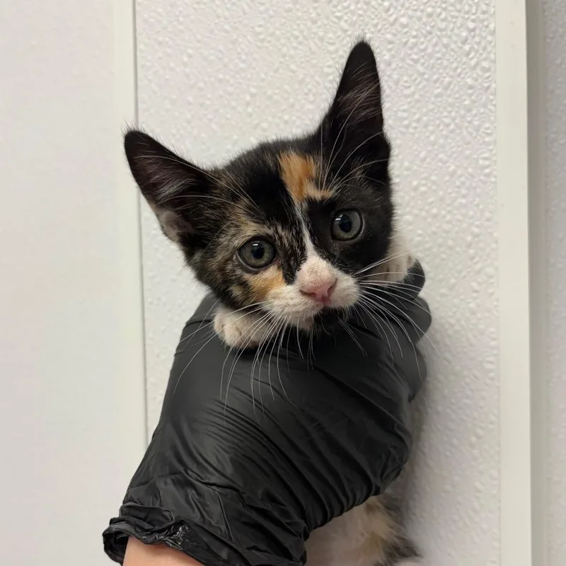 A baby small-sized female Domestic Short Hair cat named Hydra for adoption in Abilene, TX