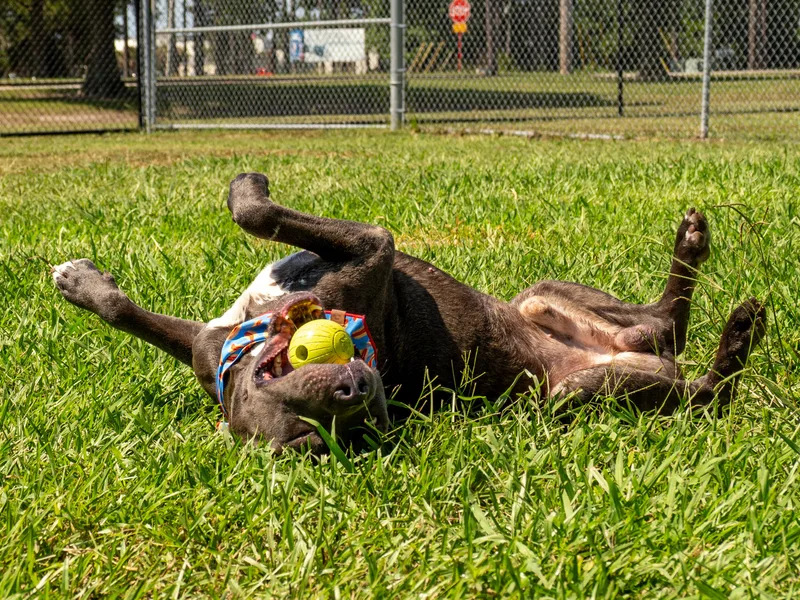 An adult large-sized male Mixed Breed dog named Plankton for adoption in Myrtle Beach, SC