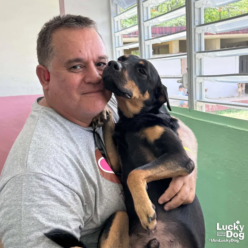 A young medium-sized male Shepherd dog named Nero for adoption in Washington, DC
