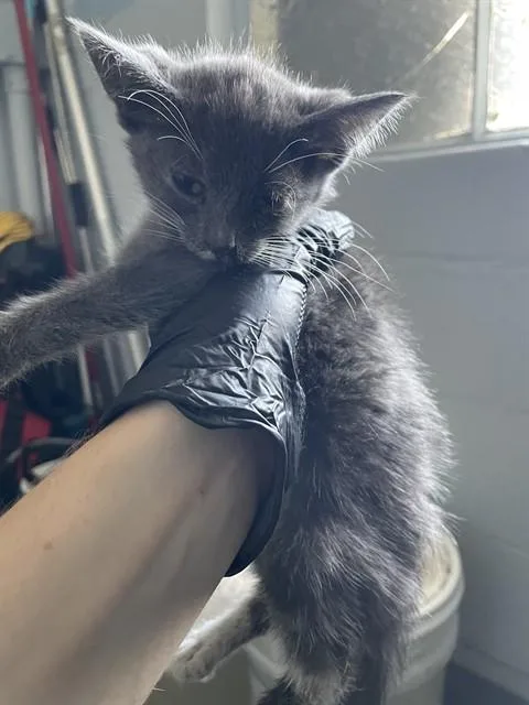 A baby small-sized male Domestic Short Hair cat named Winston for adoption in Stockton, CA