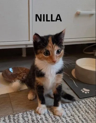A baby medium-sized female Domestic Short Hair cat named Nillie & Nilla BONDED for adoption in Herndon, VA