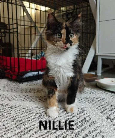 Nillie & Nilla BONDED thumbnail 2