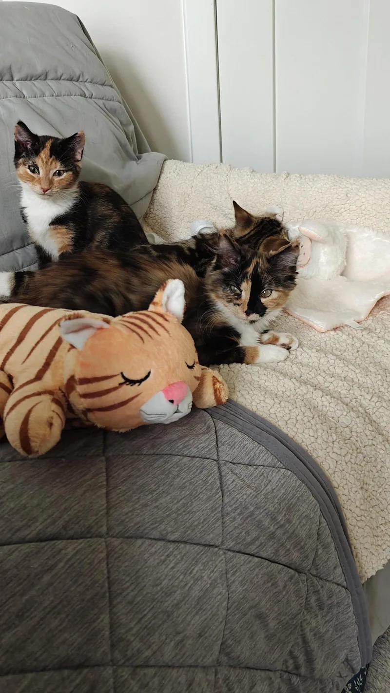 Nillie & Nilla BONDED thumbnail 3