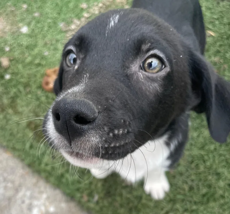 A baby medium-sized male Border Collie dog named Sammy for adoption in Tracy City , TN