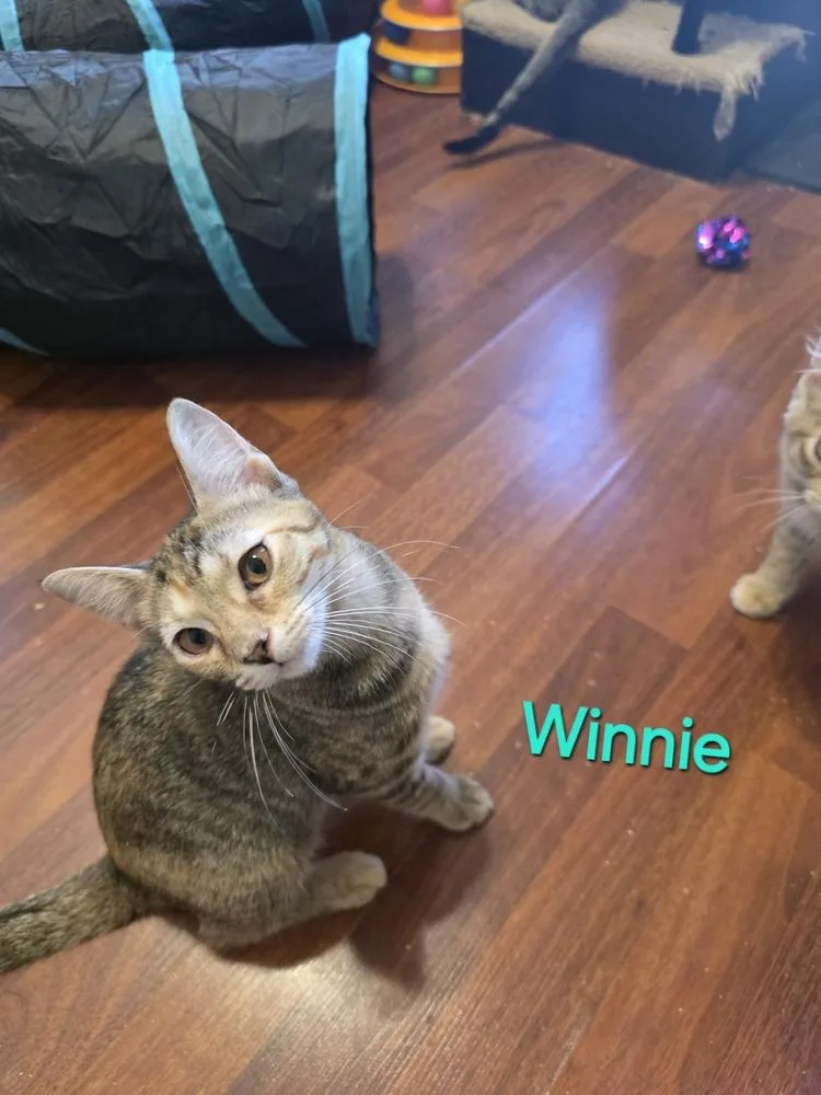 A baby small-sized female Domestic Short Hair cat named Winnie for adoption in Elyria, OH