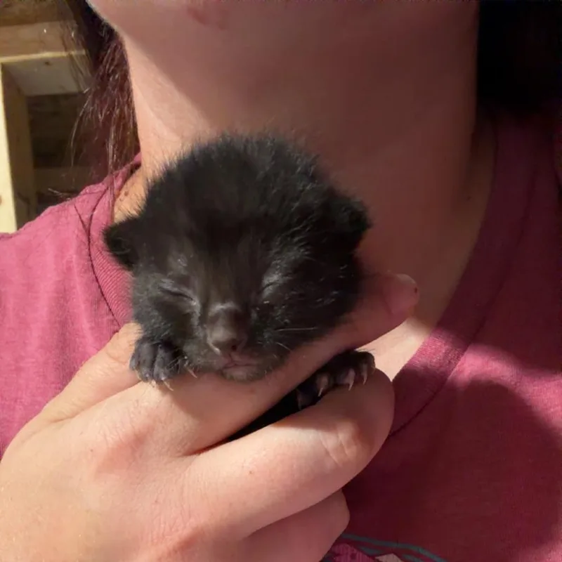 A baby small-sized female Black Domestic Short Hair cat named Avery for adoption in Hanna City, IL