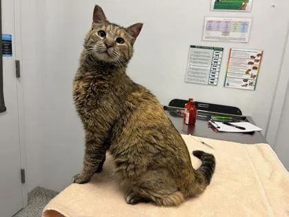 An adult medium-sized female Brown / Chocolate Domestic Short Hair cat named Peanut Power for adoption in Kansas City, MO