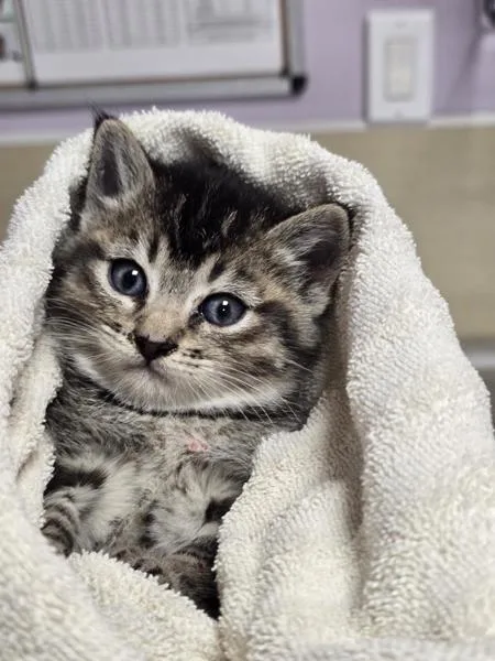 A baby medium-sized female Domestic Short Hair cat named Soft Taco for adoption in Vancouver, WA