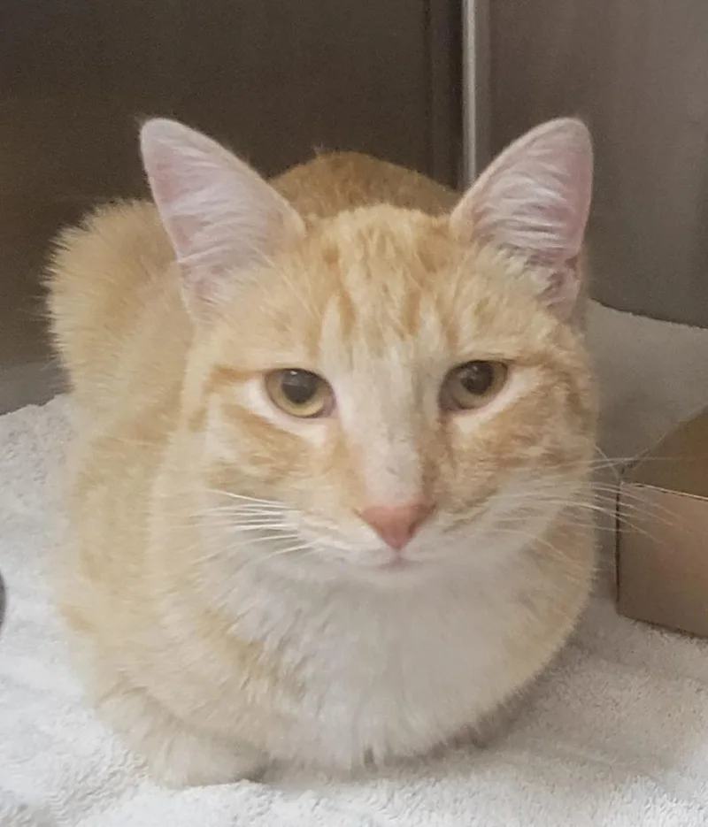 A young small-sized male Domestic Short Hair cat named Fiyero for adoption in Heber City, UT