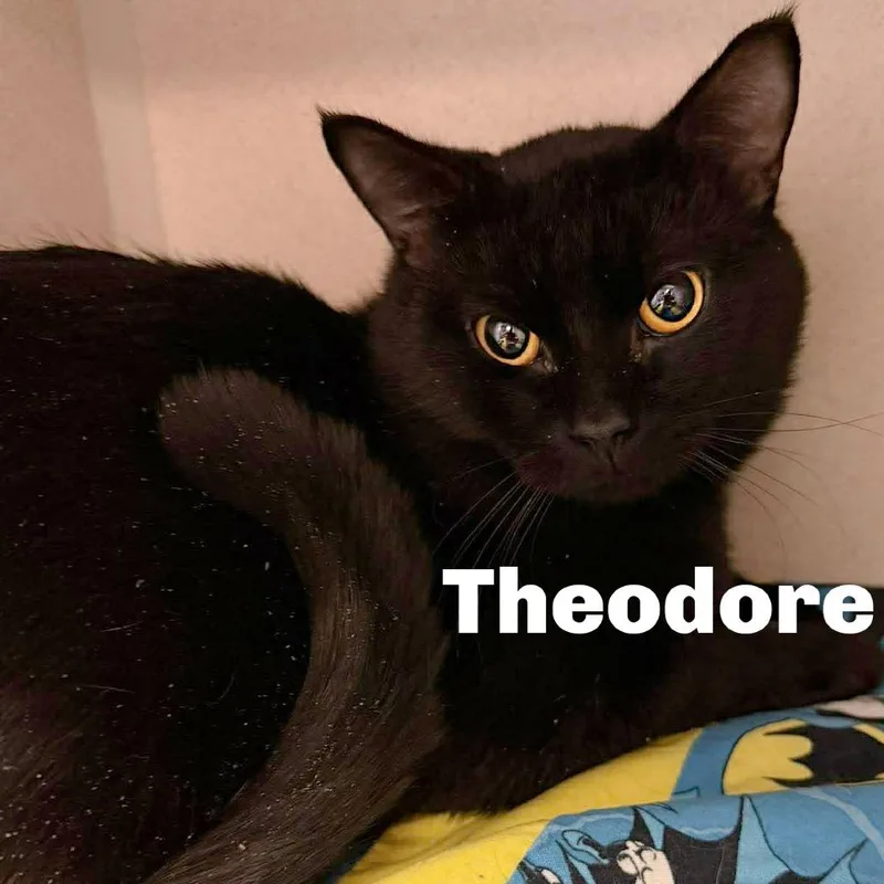 Theodore