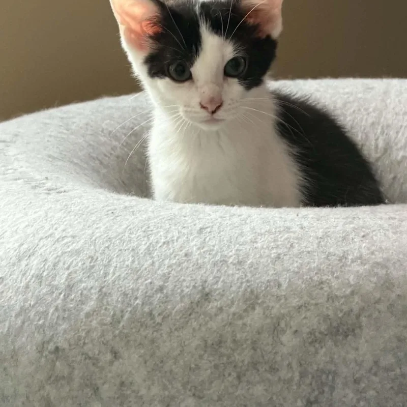 A baby medium-sized female Black & White / Tuxedo Domestic Short Hair cat named Nellie for adoption in Fairborn, OH