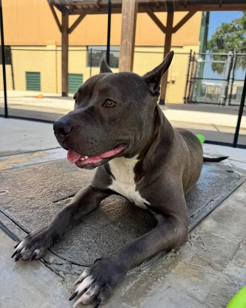 An adult medium-sized female Tricolor (Brown, Black, & White) American Bulldog dog named Heaven for adoption in Lakeland, FL