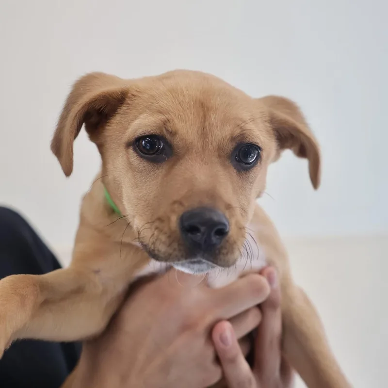 A baby small-sized female Yellow / Tan / Blond / Fawn Terrier dog named Indie for adoption in Briarcliff Manor, NY