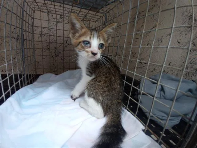 A baby small-sized male Domestic Short Hair cat named Gator for adoption in Fort Lauderdale, FL