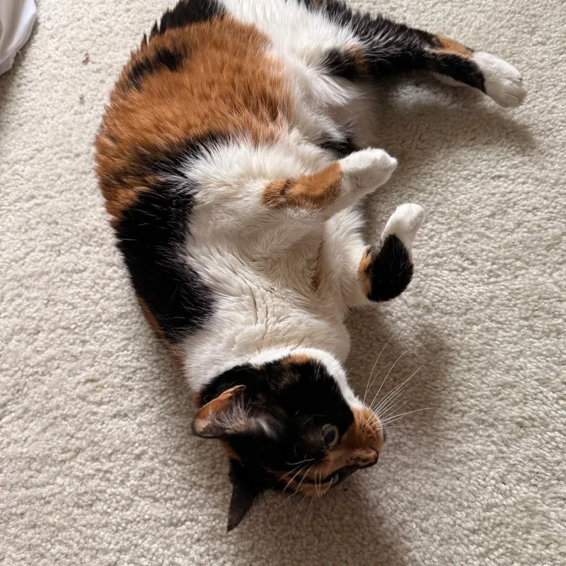 A senior large-sized female White Domestic Short Hair cat named Becky Hammer for adoption in Austin, TX