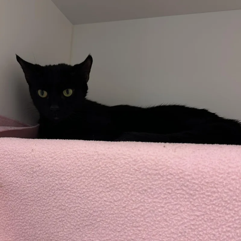 A young medium-sized female Black Domestic Short Hair cat named Inci for adoption in Manassas, VA