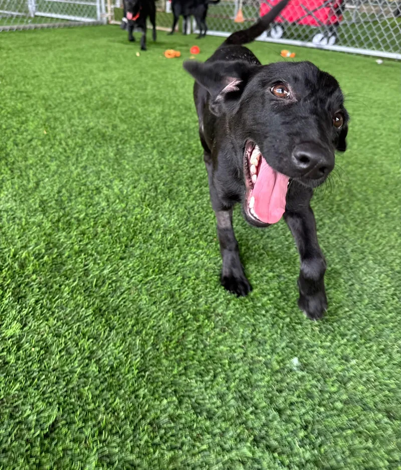 A baby medium-sized female Black Labrador Retriever dog named Laena for adoption in Brooklyn, NY