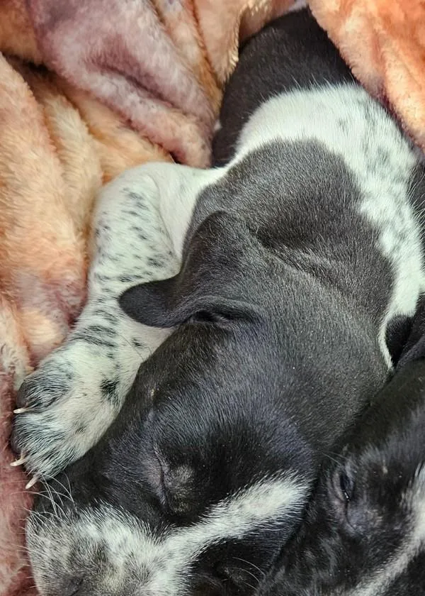A baby small-sized male Mixed Breed dog named Kirk for adoption in Mobile, AL