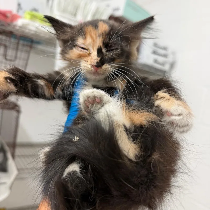 A baby small-sized female Gray / Blue / Silver Domestic Medium Hair cat named Tonka for adoption in Edinburg, TX