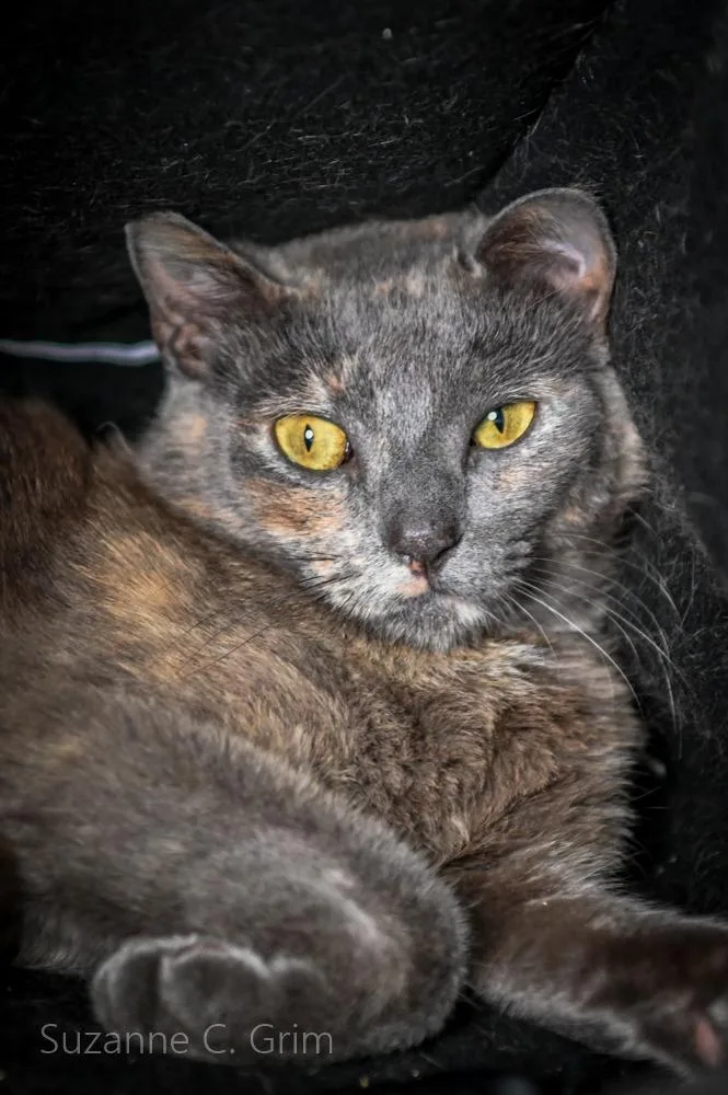 A young small-sized female Domestic Short Hair cat named Lily for adoption in New Orleans, LA