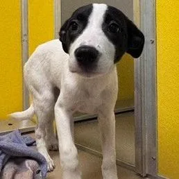 A baby medium-sized female White / Cream Pointer dog named Bixby for adoption in Norman, OK