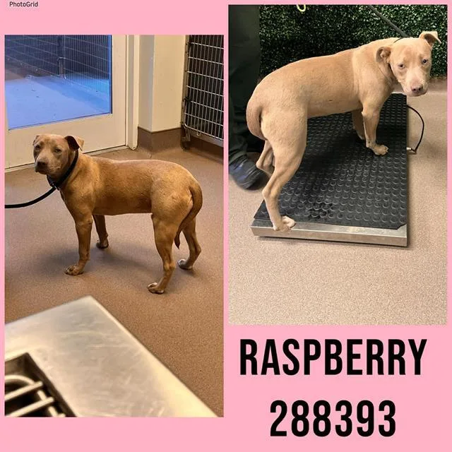 A young medium-sized female Mixed Breed dog named Raspberry for adoption in Macon, GA