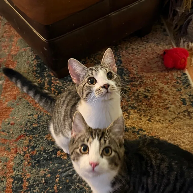 A baby small-sized female Domestic Short Hair cat named Jane for adoption in Roselle, IL