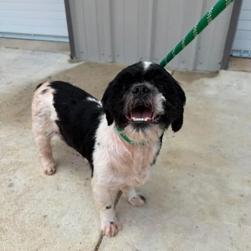 An adult small-sized female Black Shih Tzu dog named Bellina for adoption in Houston, TX
