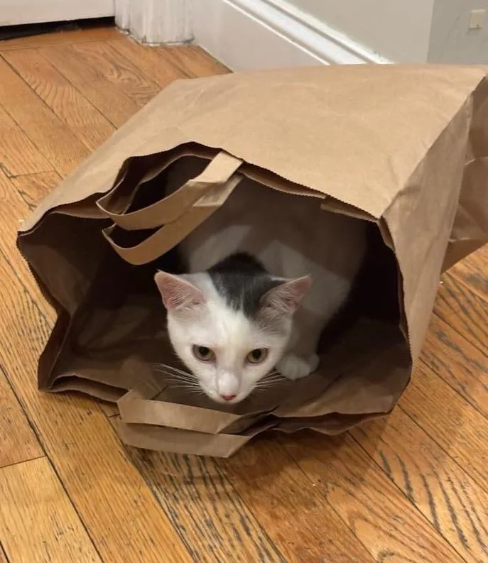 Miri Cutie Lovebug! thumbnail 2