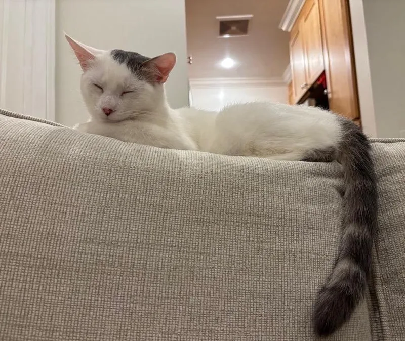 Miri Cutie Lovebug! thumbnail 3