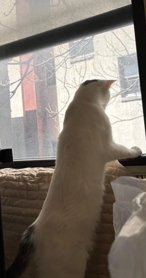 Miri Cutie Lovebug! thumbnail 4