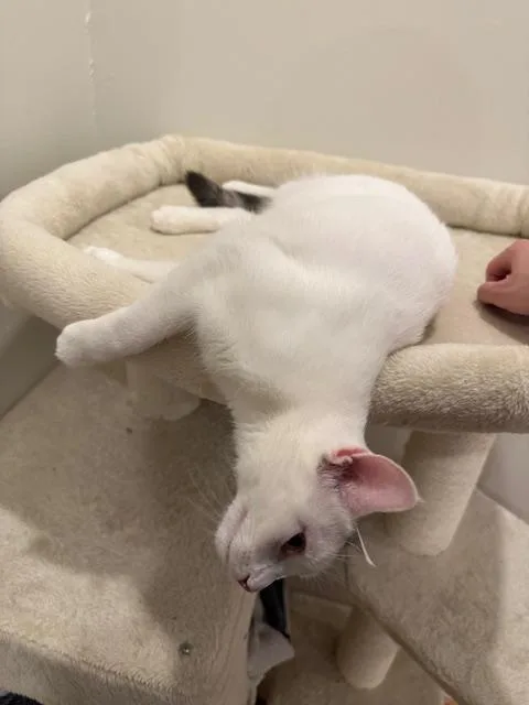 Miri Cutie Lovebug! thumbnail 5