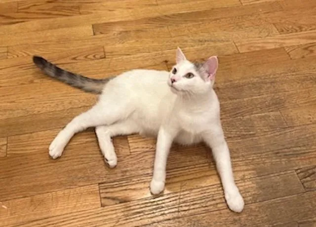 Miri Cutie Lovebug! thumbnail 6