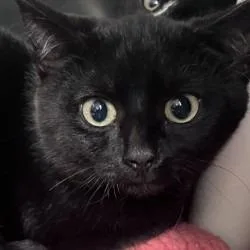 A baby small-sized male Black Domestic Short Hair cat named Robin for adoption in Gloucester, VA