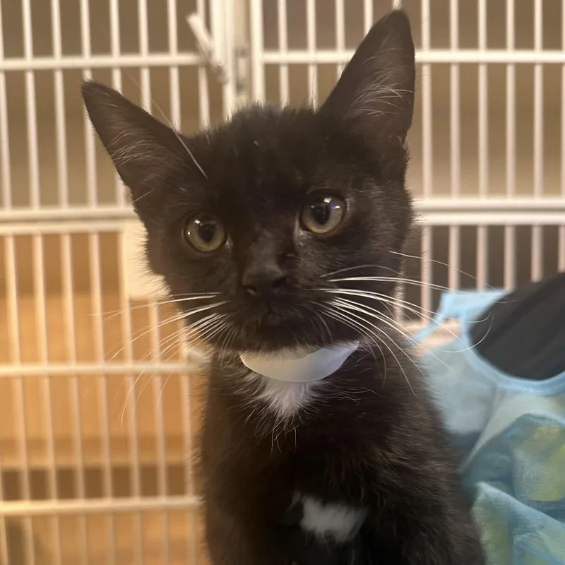A baby small-sized female Black Domestic Short Hair cat named Lemur for adoption in Wantagh, NY