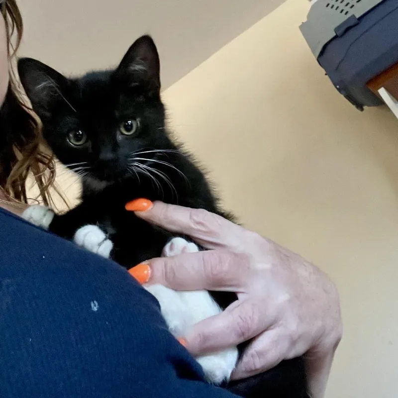 Lemur thumbnail 2