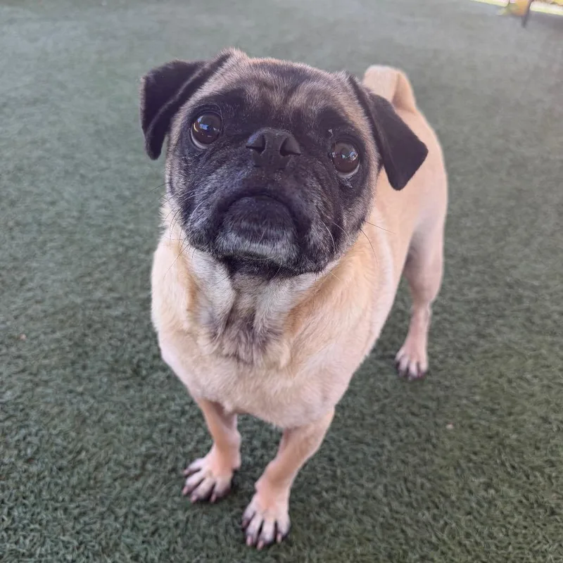 An adult medium-sized male Pug dog named Willie for adoption in Buellton, CA