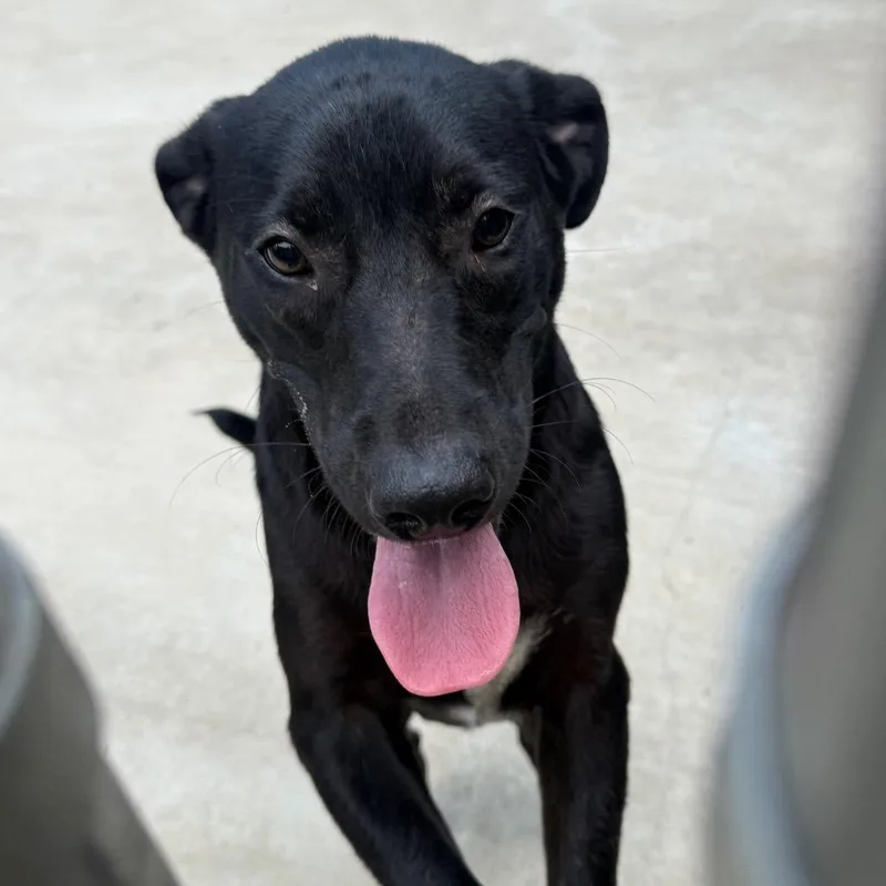 A young medium-sized male Black Labrador Retriever dog named Ollie for adoption in Alexandria, VA