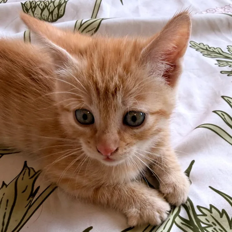 A baby small-sized male Orange / Red Domestic Short Hair cat named Reverse Pass for adoption in Austin, TX