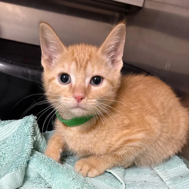 A baby small-sized male Orange / Red Domestic Short Hair cat named Linen for adoption in Middleburg, FL