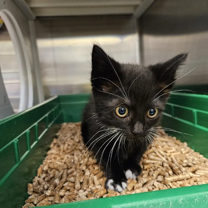 A baby small-sized female Black Domestic Short Hair cat named Bubble Gum for adoption in Port Townsend, WA