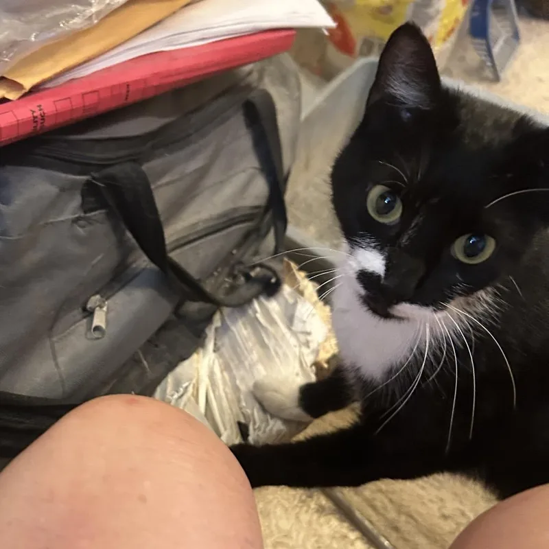 A young medium-sized female Black Domestic Short Hair cat named Sasha for adoption in League City, TX