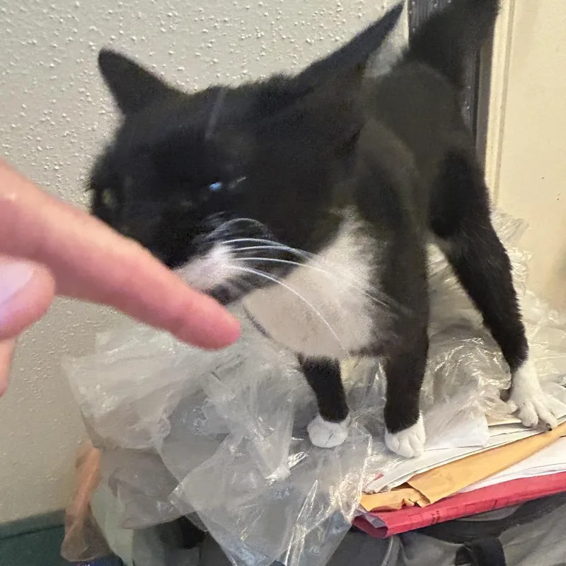 Sasha thumbnail 3
