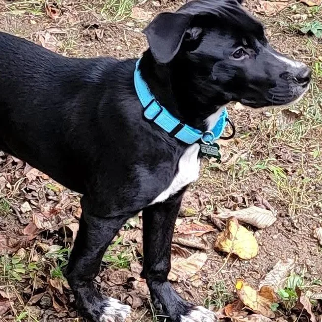 A baby medium-sized male Labrador Retriever dog named Jet for adoption in Elkton, MD