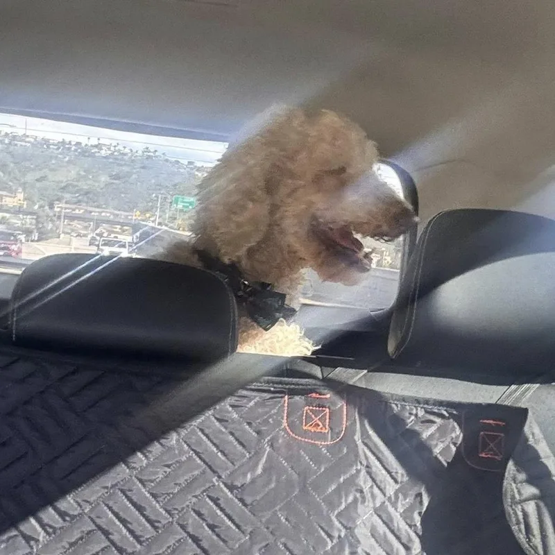 String Bean thumbnail 2